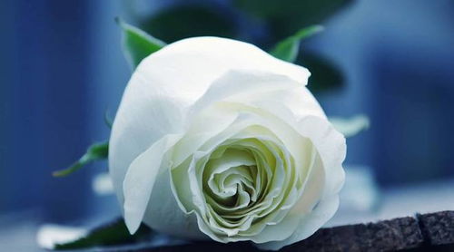 4朵玫瑰花代表比较强烈