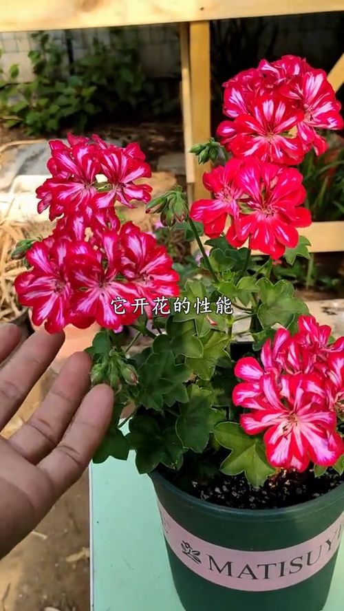 天竺葵开花图片