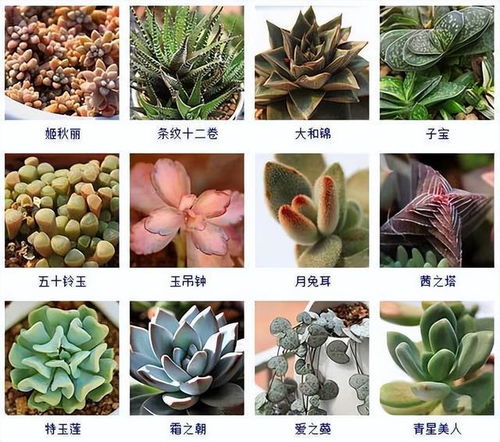 多肉植物有哪些品种
