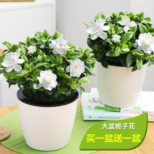 花卉大全室内盆栽花卉 花卉大全室内盆栽花卉
