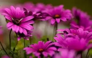 最全花语大全 最全花语大全