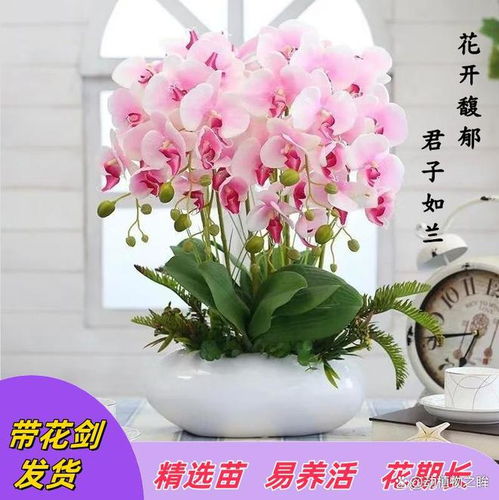 蝴蝶兰的寓意是什么