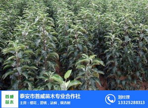 苗木价格查询网官网 苗木价格查询网官网