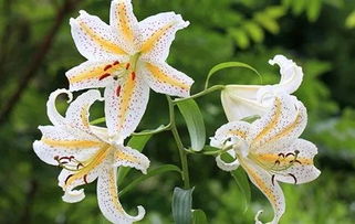 百合花不能乱送