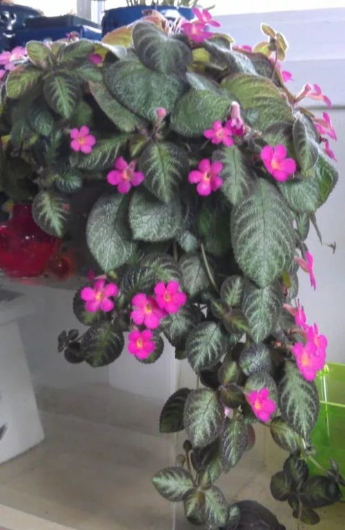 喜阴的室内植物花卉
