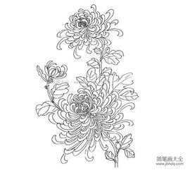 菊花简笔画