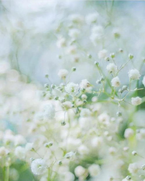 白色满天星的花语