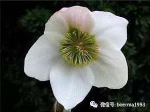 常见100种花名称