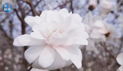 木兰花和玉兰花的区别图片