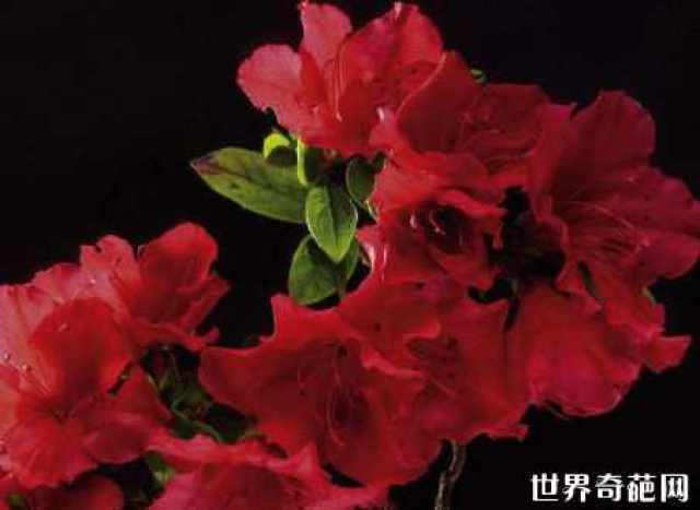 中国有什么花