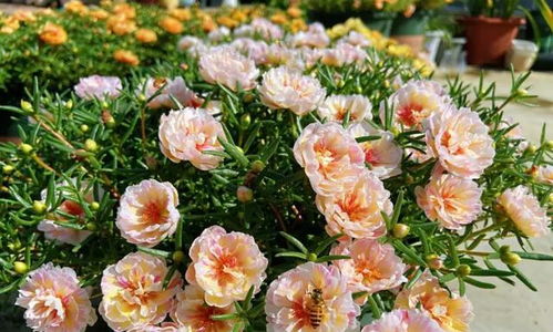 盆栽芙蓉花的养殖方法