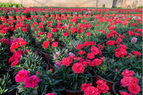 大连鲜花市场在哪儿