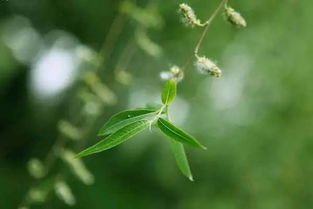 我还知道植物传播种子的方法