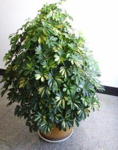 鹅掌柴