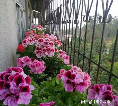 天竺葵的养殖方法与禁忌