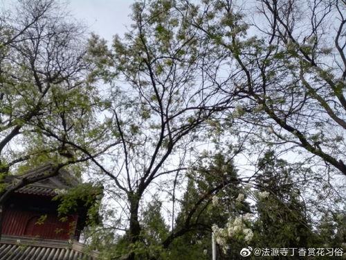 文冠果树简介