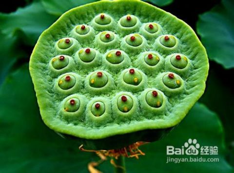 各种植物种子传播方式的特点