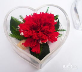 教师节送老师什么花最好看?