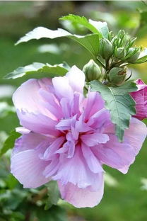 木槿花适合送什么人