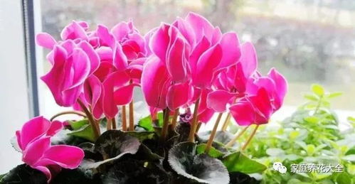 仙客来花的种植方法