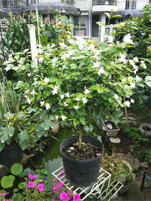 茉莉花几月份开花