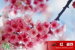 樱花的花语及寓意