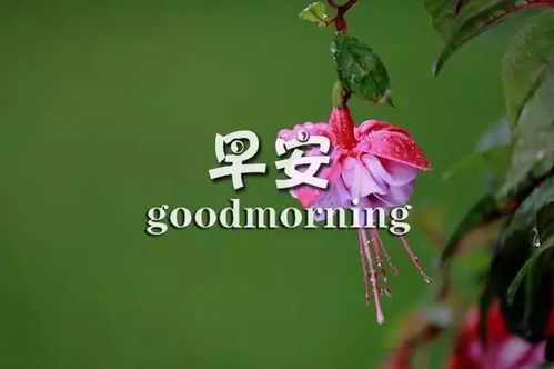 玫瑰花配文字经典句子