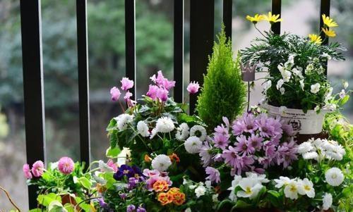 花草的图片大全大图