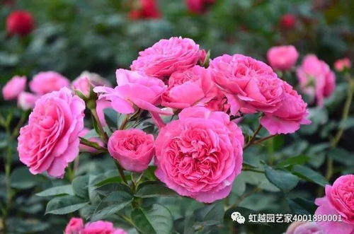 月季花的样子和特点