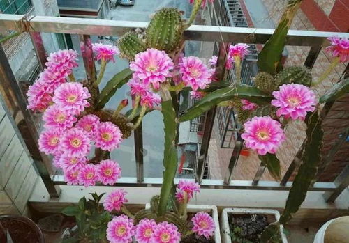 长寿花最怕三种水