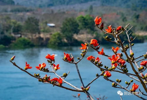 10种木棉花图片