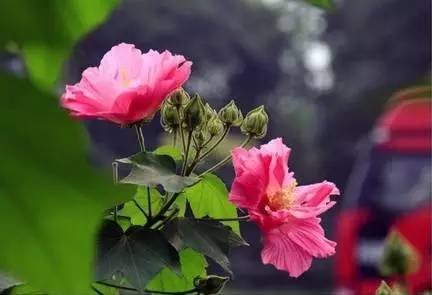 100种花开时间表