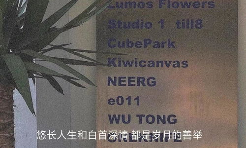 惊艳世俗的玫瑰文案