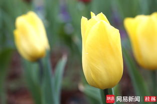 郁金香诗句最出名诗句