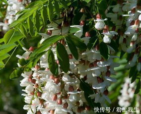 刺槐花图片高清