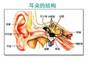前庭结构游戏有哪些游戏