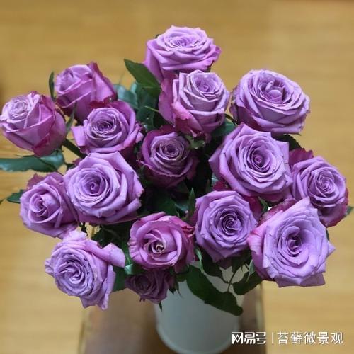 19支玫瑰花语和寓意