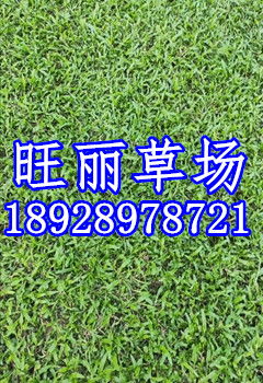 兰引3号草皮