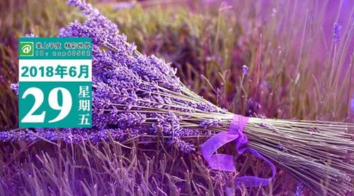 薰衣草草籽
