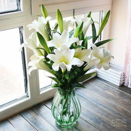 白色百合花语和寓意