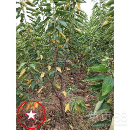 法桐树苗多少钱一颗
