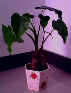 滴水观音开花寓意着什么
