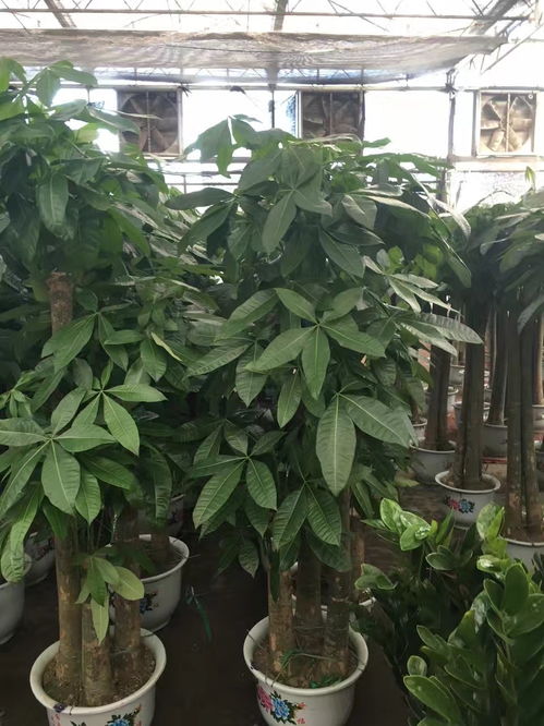 北京绿植花卉市场