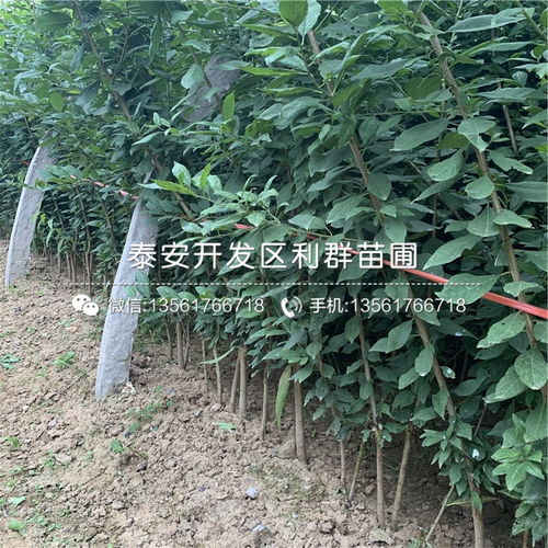 现在种什么树苗最有价值