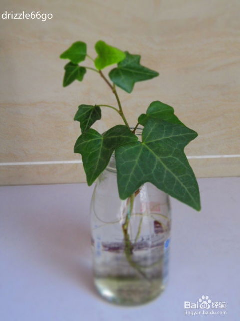 适合水培植物有哪些 适合水培植物有哪些