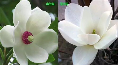 木兰花和玉兰花的区别
