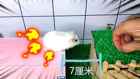 哪些游戏仓鼠会玩的游戏