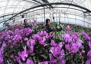 花卉批发市场视频