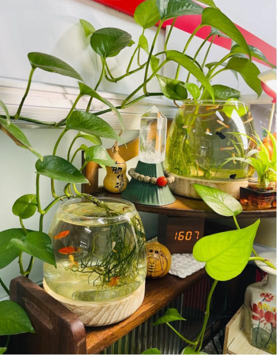 鱼缸水培植物有哪些