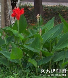 水生美人蕉和陆生的区别 水生美人蕉和陆生的区别